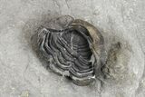 Awesome Bellacartwrightia & Eldredgeops Trilobite Plate - NY #130684-3